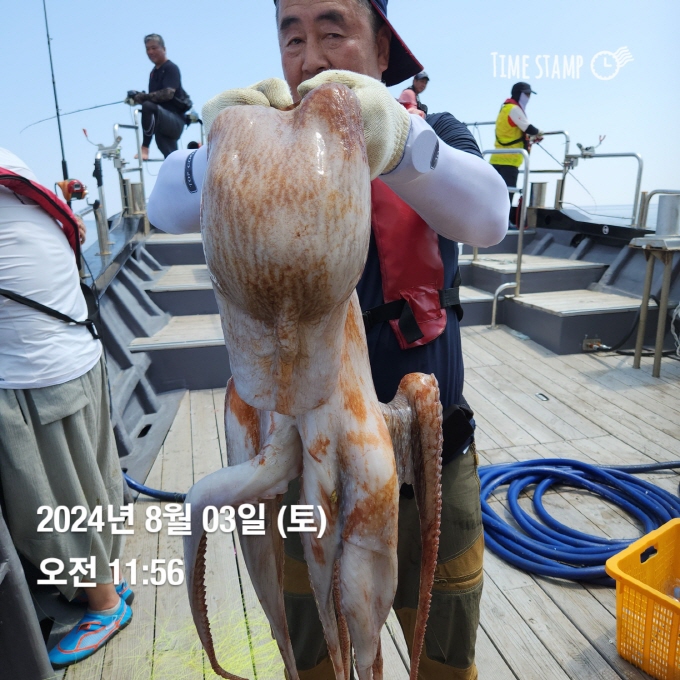 22인승 돌핀3호 대왕문어 나왔습니다. 내일 출조모집합니다.